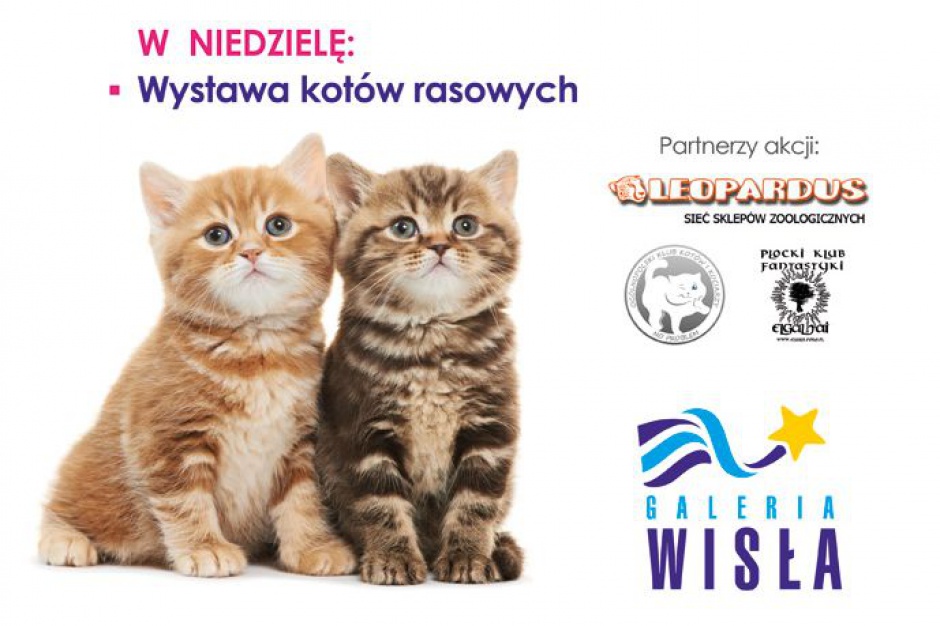 Koci weekend w Galerii Wisła