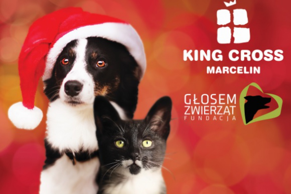 fot. King Cross Marcelin King Cross Marcelin pomaga bezdomnym zwierzętom