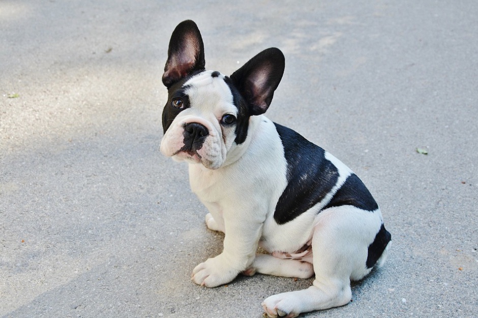 buldog francuski, fot. Pixabay.com Do biura z... psem?