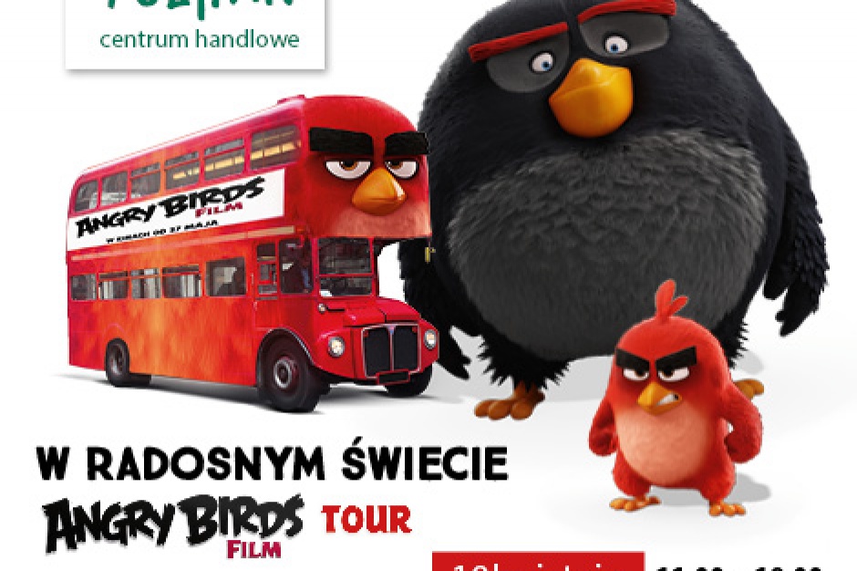 fot. Tulipan Angry Birds w Tulipanie