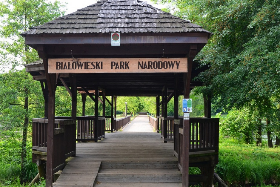 Białowieski Park Narodowy, fot. Pixabay Hotelarze z Białowieży mówią nie dla decyzji Lasów Państwowych