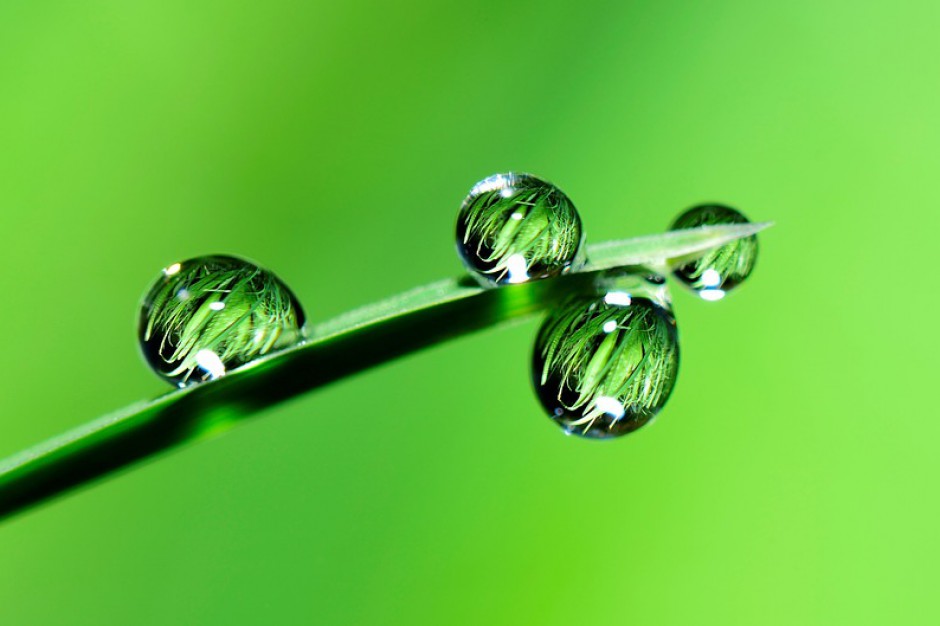 fot. Pixabay Zieleń sprzyja zdrowiu. Także w biurowcach