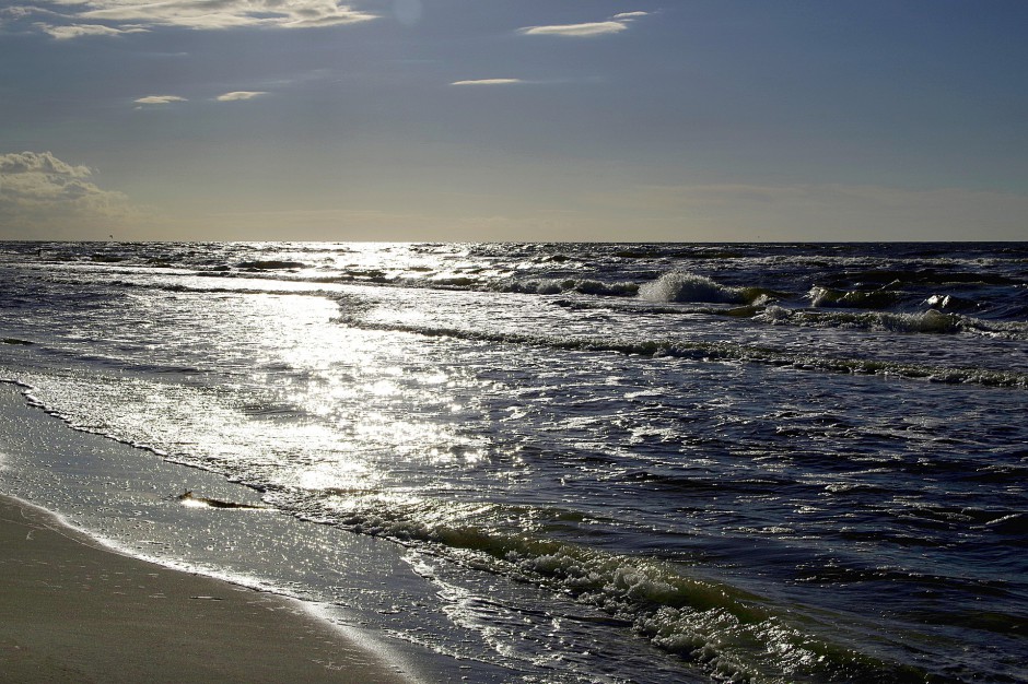 fot. Pixabay Sinice w Bałtyku. Które plaże zamknięte?