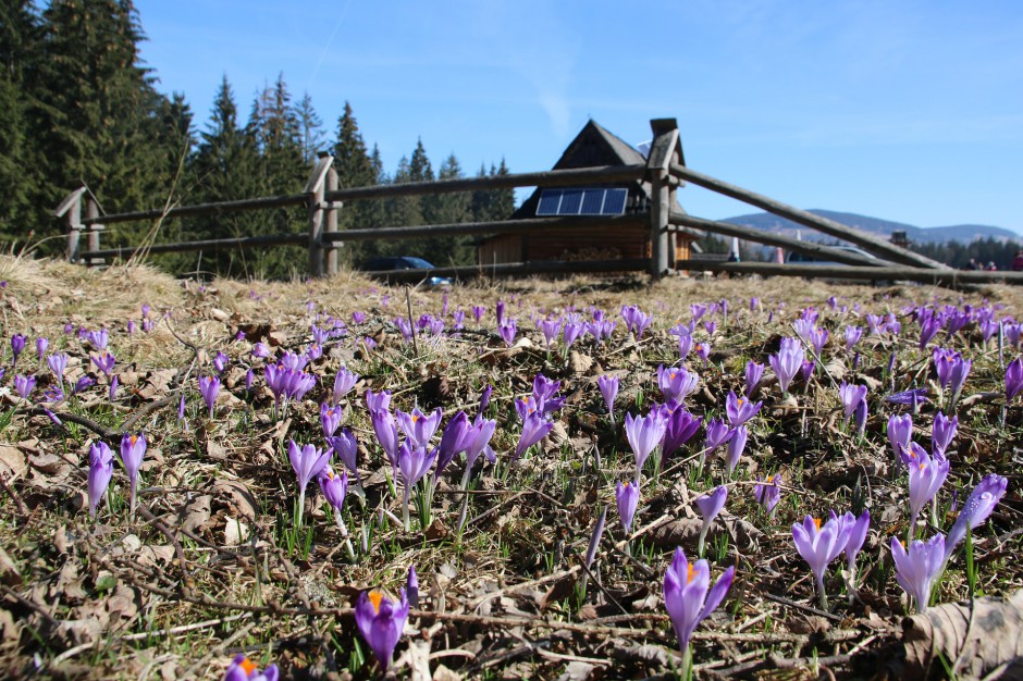 Fot. pixabay Tatry całe w Krokusach. Tłumy turystów w górach