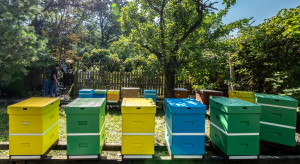 AccorHotels ma pół miliona pszczół