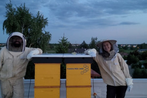 W Ikea Janki zamieszkały pszczoły. Klienci mogą je podglądać