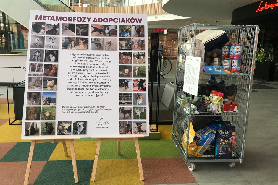 Metamorfozy adopciaków w Galerii Młociny, fot. mat. prasowe Galeria Młociny z akcją dla adopciaków