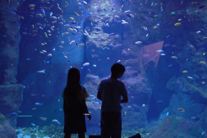 Powstaje Oceanarium Nautilus Gdańsk – największy taki obiekt w Europie