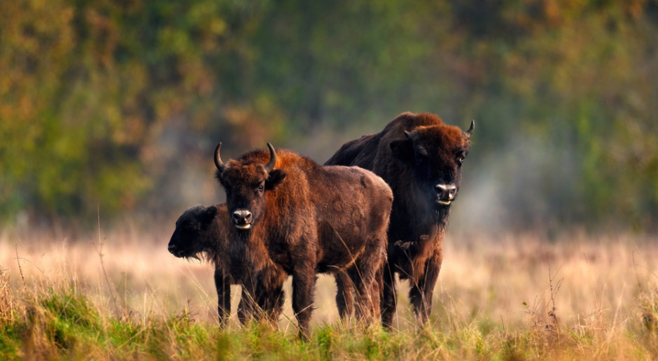 Zdecydowanie mniej turystów odwiedza Białowieżę i okolice